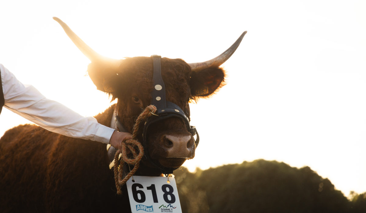 SOMMET DE L'ELEVAGE 2023 - FLORIAN BOMPAN-398