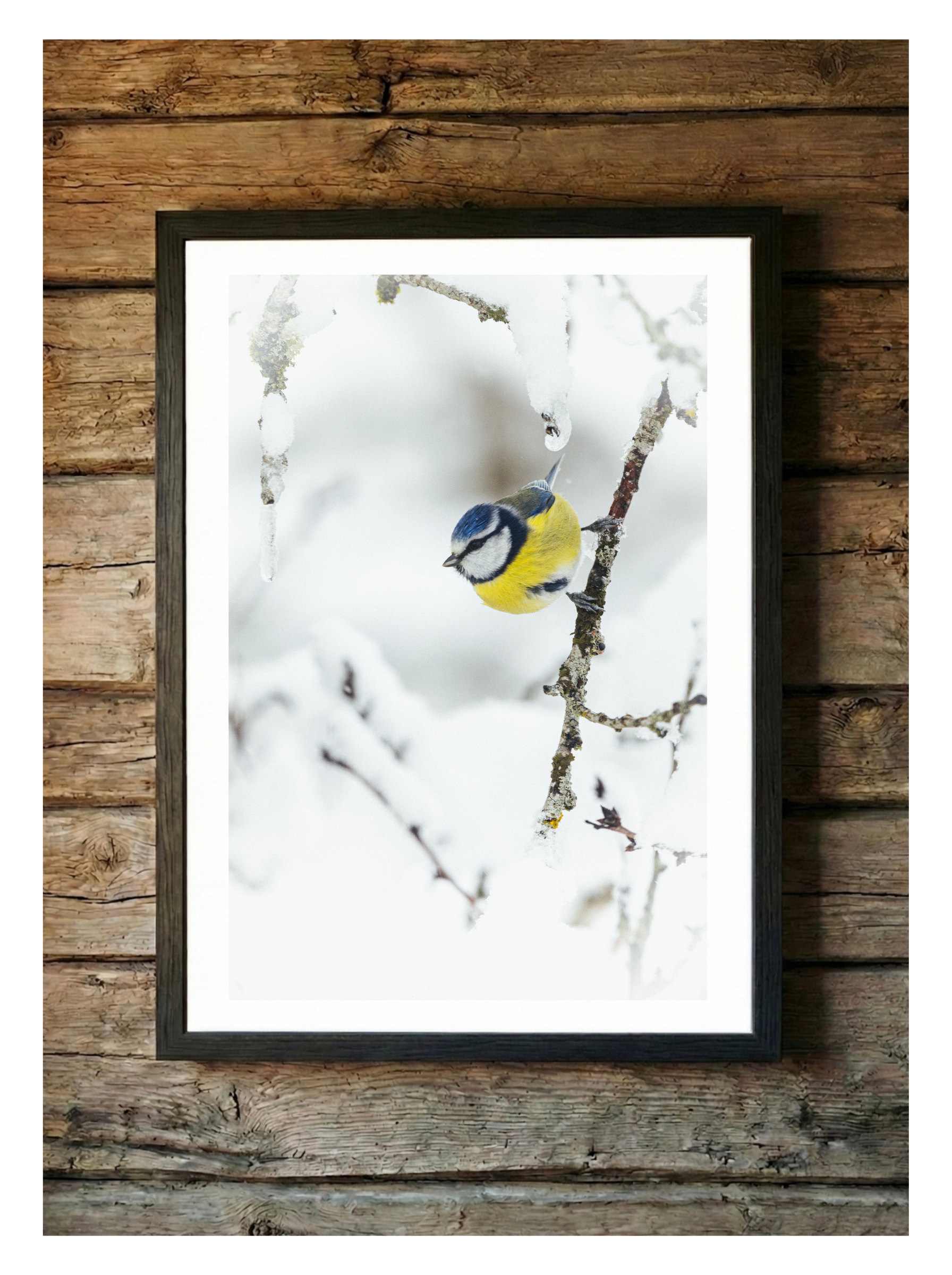 Mésange Bleue dans la neige en Auvergne